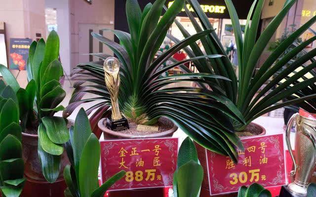 20种吉利大盆栽,客厅放一盆,吸收废气去异味,寓意好更养人