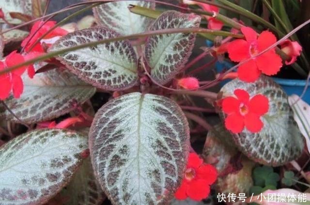 几种喜欢生长在半阴处的开花盆栽,养窗台边就很容易孕育花朵!