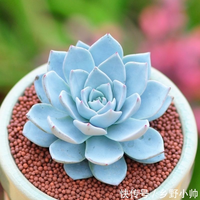小帅|这些蓝色系多肉，简直像天使身边的小精灵，太美了