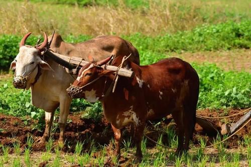 牛年的“牛”葡语用哪个？Boi？Touro？Vaca？