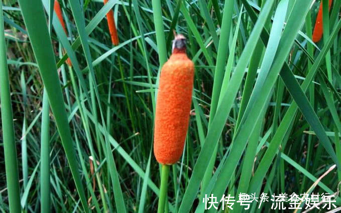 好药材|河边一种像“香肠”的野草,小孩常摘去玩,殊不知珍贵是好药材