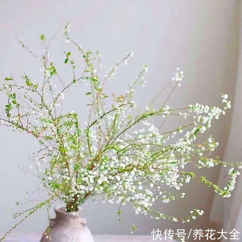 1种花叫“雪柳”,剪几根枝插水里,7天长叶,一个月开花,绝美