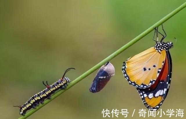 24个冷知识:生物老师看完直呼不可思议,但却真实存在的有趣知识。