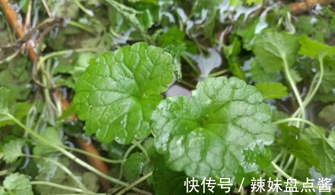 活血丹|这种野草叫做活血丹，农村老人也叫它透骨风，你们知道有啥价值吗