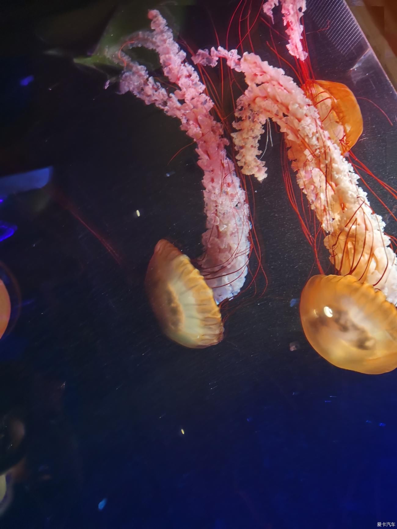 水族馆|游亚特兰蒂斯水族馆