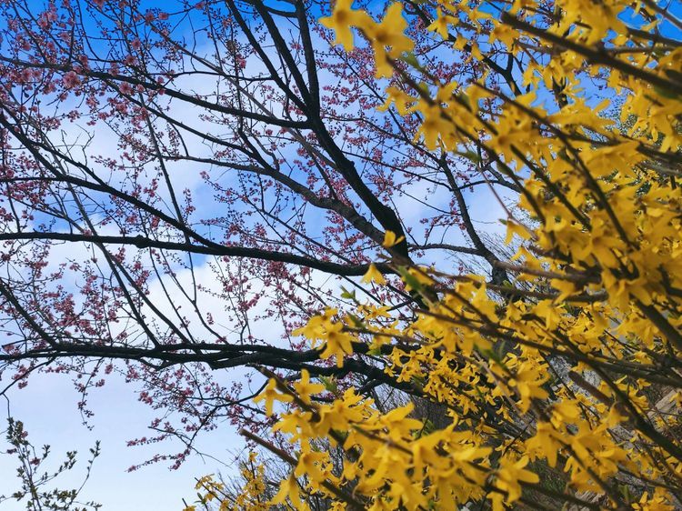 榆山街道：黄河岸边的“花世界”