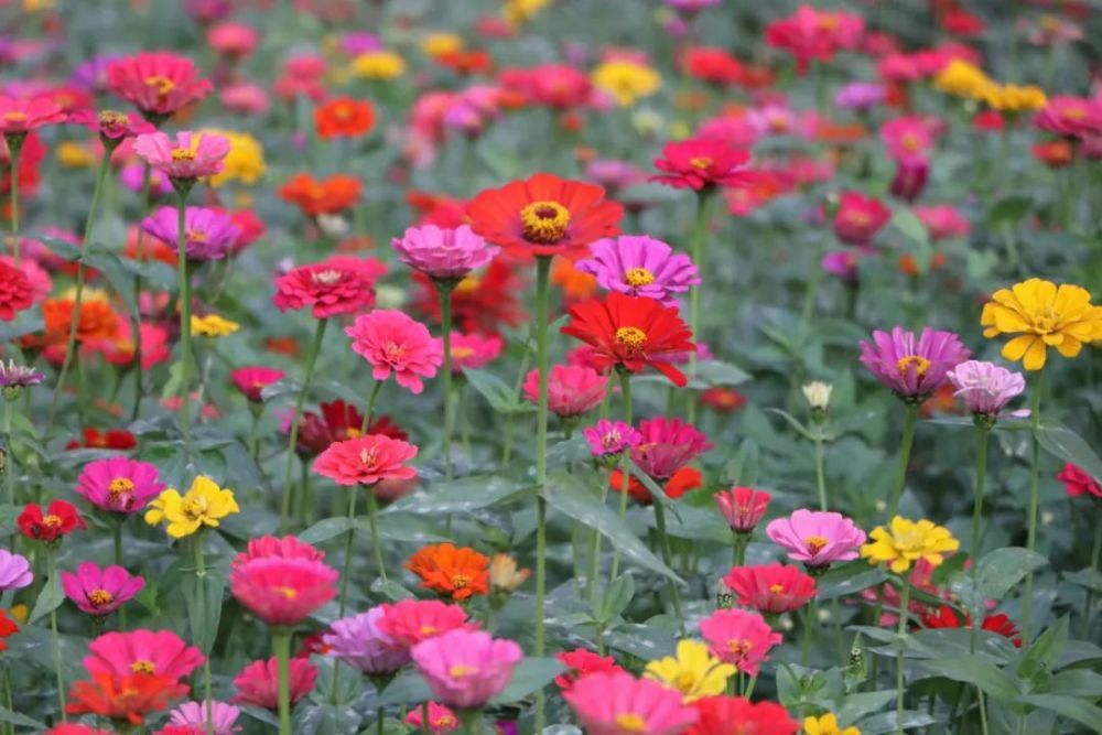 邂逅|花舞人间，在冬天里邂逅花海！