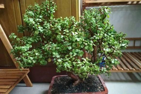 盆景|想要把金枝玉叶养成漂亮的盆景,这么做就对了