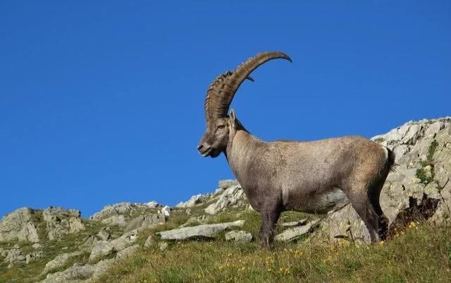 木儿|帖木儿远征金帐汗国时,曾险些全军覆没,学者:当地的动物救了他