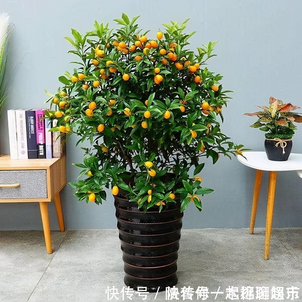 叶片|家中养一盆，有“灵气”的植物，油绿旺盛，招财旺家，平安，康健