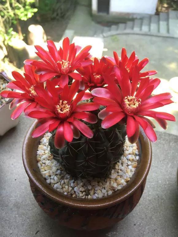 仙人球不开花,3个方面得改善,做好了以后花苞直冒,爆满盆