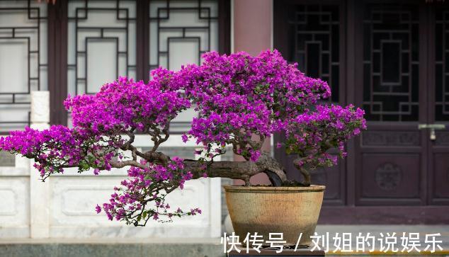 养殖三角梅为什么开花少？原因就在这三点，做好了爆盆很容易