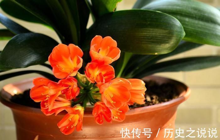 观赏|养一盆君子兰，观赏性极佳，浇水时记住口诀，肉质感强开花美