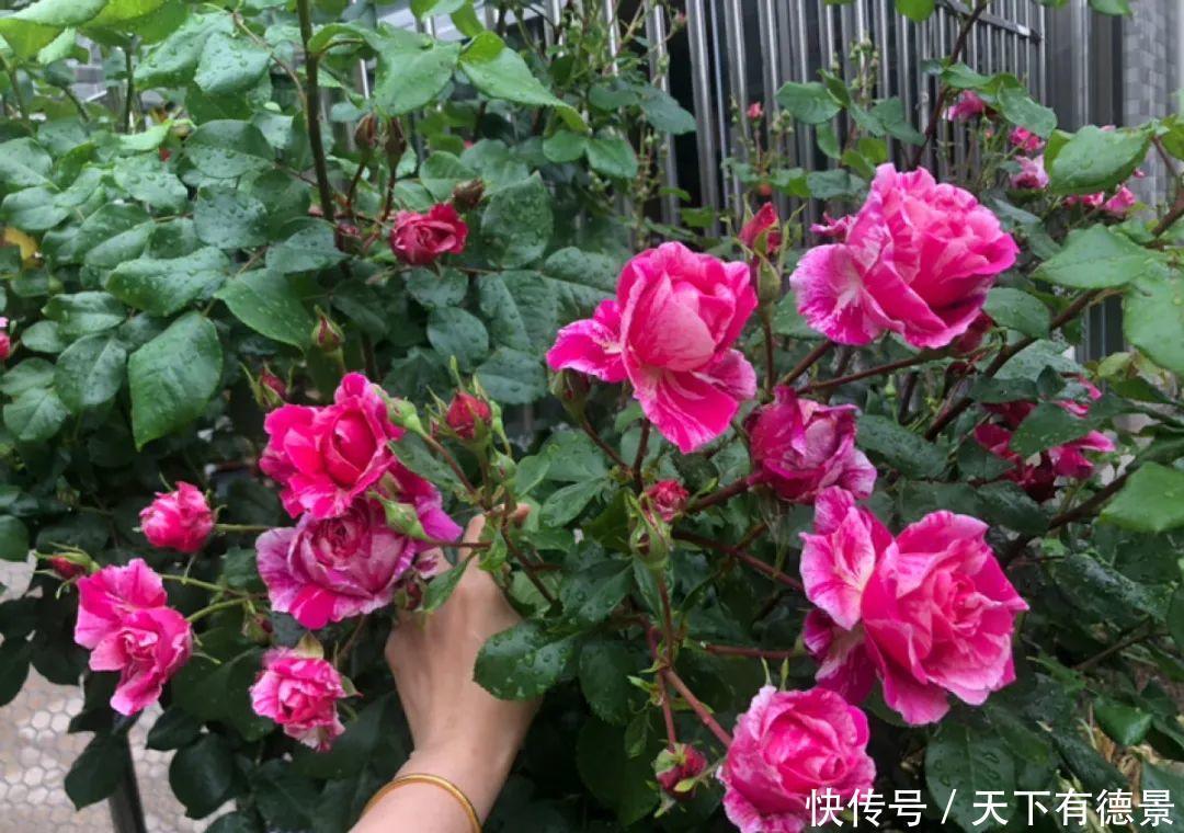 天晴|5种花最怕下雨,淋雨叶子长斑点,赶紧搬进屋