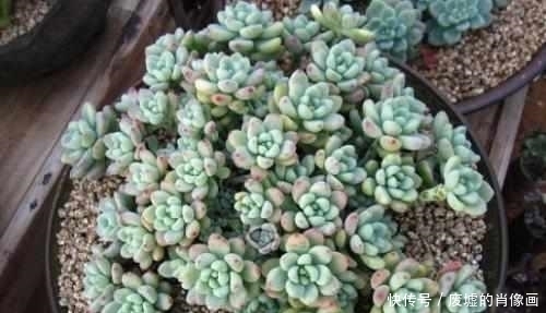 浇水|最容易养爆盆的5种多肉,一不小心就霸占了阳台!