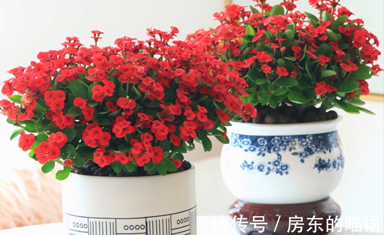 仙人球|5种“漂亮花”,喜欢毒日头,晒晒太阳,直接爆花快