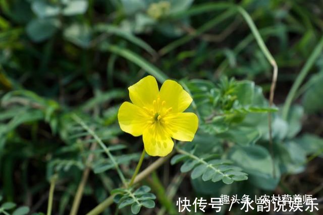 作用|农民不识货,把抗衰老的”特效药“当做野草