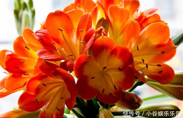 养护|新手养护花卉，掌握几招技巧，不夹箭不黄叶，花开就爆盆