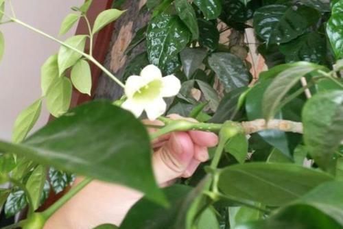 阳台|最受欢迎的4种花,不用费心管,就能旺盛生长,养盆放阳台美极了