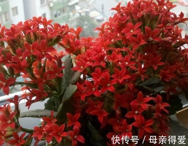 11月养长寿花，教你这2招，30天长满花苞，开成大花球