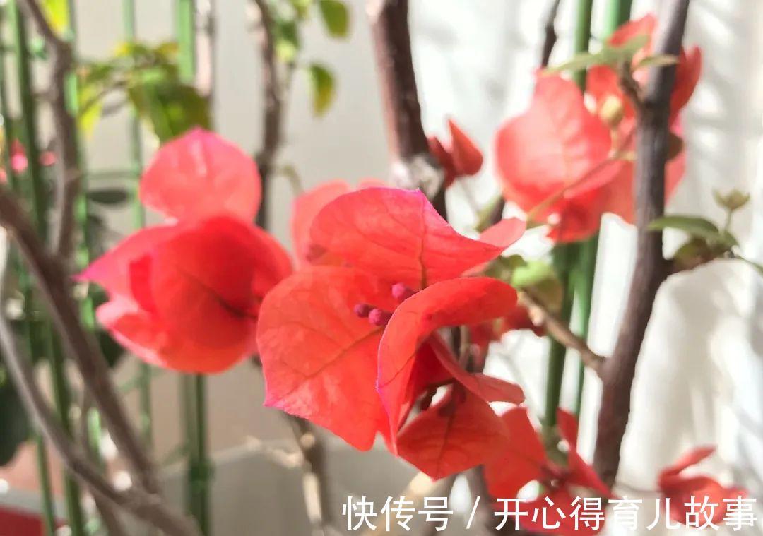 10种花，一降温就黄叶，赶紧换个地方养