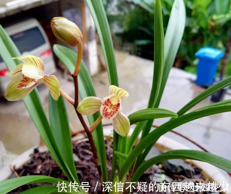 花芽|兰花施肥,掌握1句“口诀”,新芽“蹭蹭”冒,花朵“呼呼”开