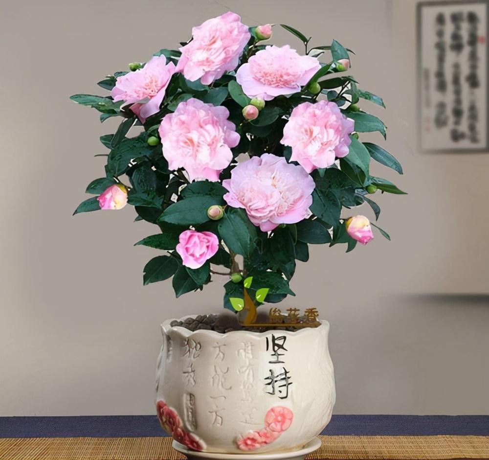 天气冷,六种花要干养,少水多晒才健壮,养成老桩更旺家