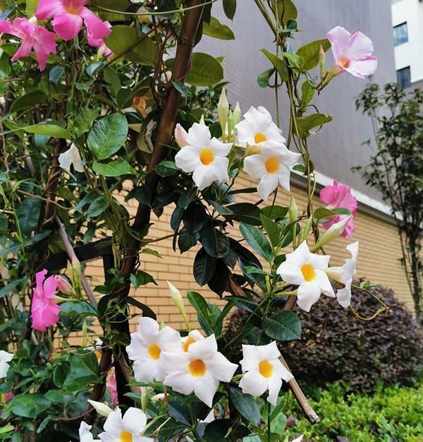 藤本|此种藤本花卉,不输铁线莲,养护容易,四季都开花,室内也能种!