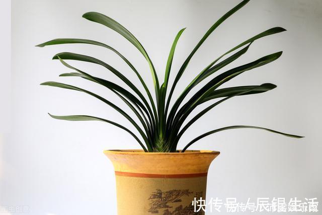 温差|让君子兰开好花的“钥匙”,就握在你手里,它的“构造”很简单