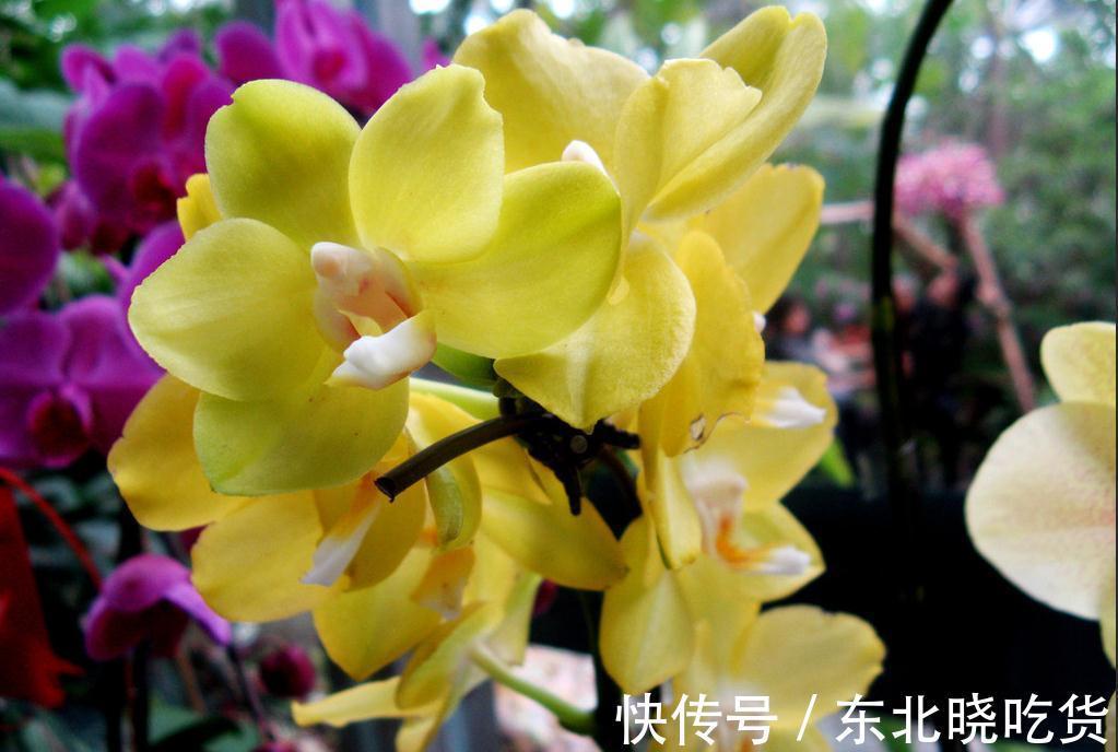 有钱没钱立冬前一定要在阳台养这几种富贵花,寓意多福多财多长寿