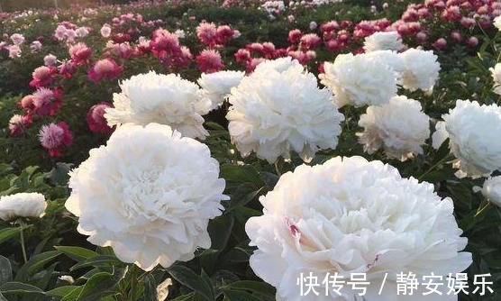 中国十大名花|此“花”漂亮不输牡丹，自古就是名花，但未入选“中国十大名花”