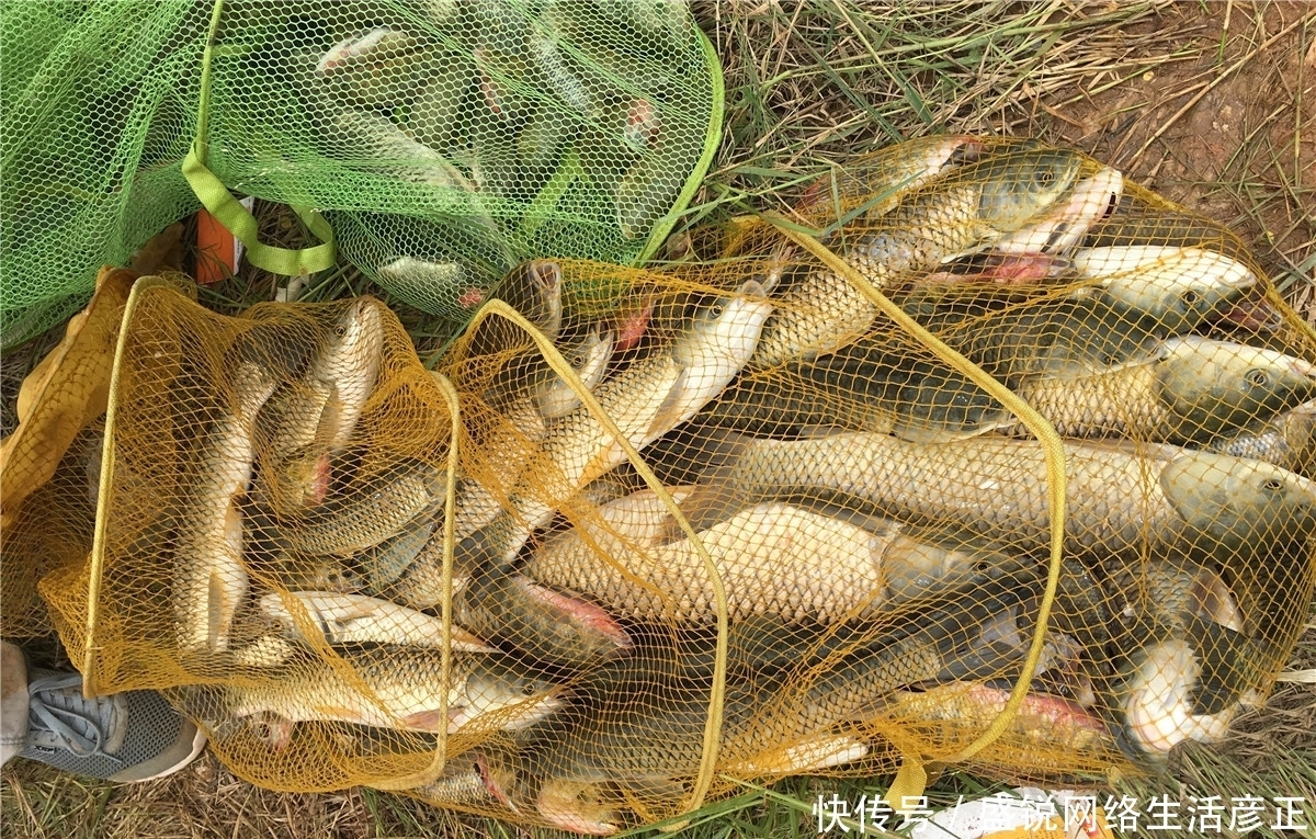 蓑笠哥|初夏饵料攻略，浓腥已不可取，附上简单通杀饵料配方