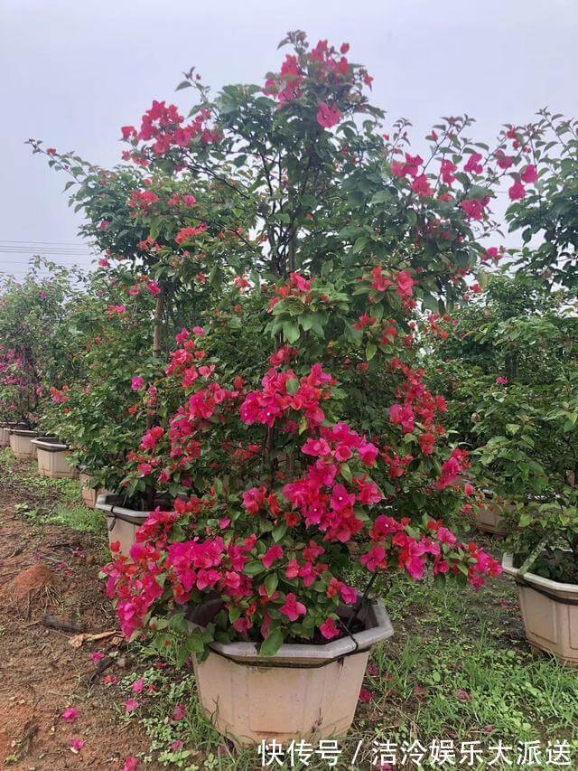 花树|此种“小东西”有用,收集起来养“三角梅”,2个月长成“花树”