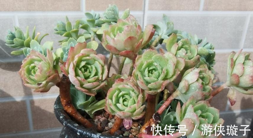 冬日养多肉,怎么防治黑腐病?王大爷:紧抓这3项工作