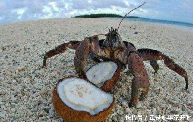 椰子蟹的破坏力有多可怕?一招能夹开大椰子,看完长见识了!