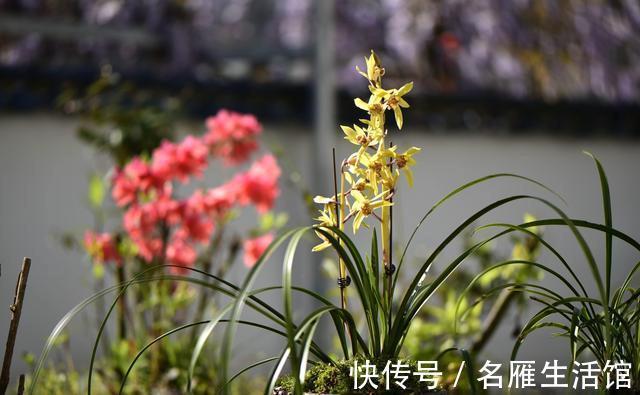 养兰花时多菌灵如何使用？很多网友不知道，用错了不仅无效还有害