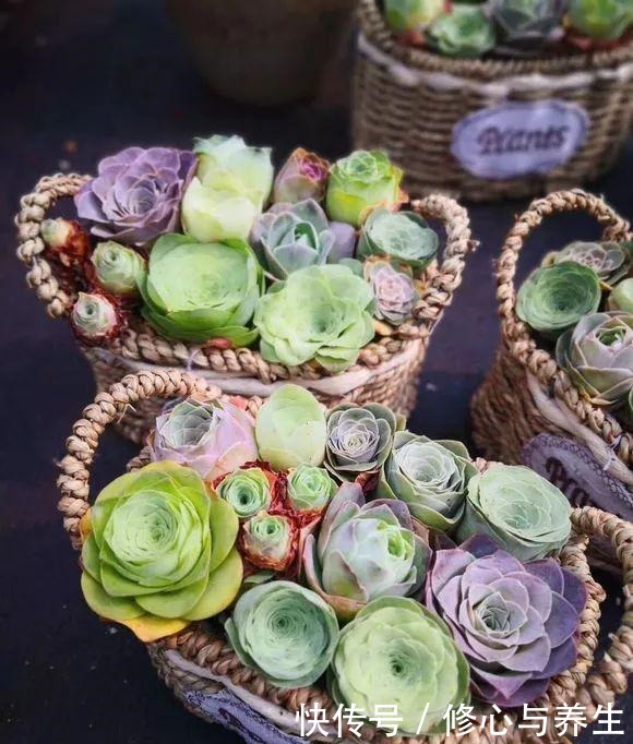 5种多肉“不好养”，新手不敢碰，老手养不好，看看你家有没有！