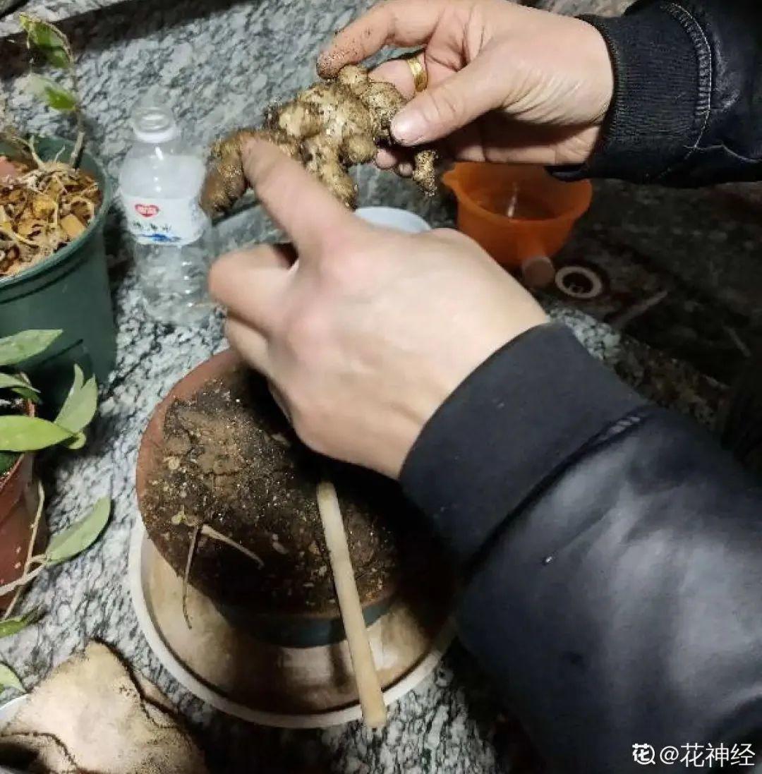 玉米棒子插盆里,7天冒出小森林,比绿萝吊兰好看