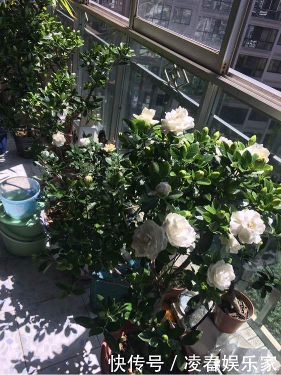 啤酒水|3种植物是老酒鬼,一喝啤酒就疯长,根本不用施肥!