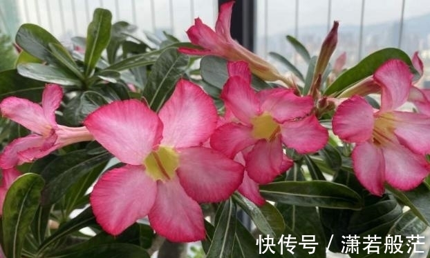 爱花养花,天冷打理就不能忽视这些因素,不然一盆不剩