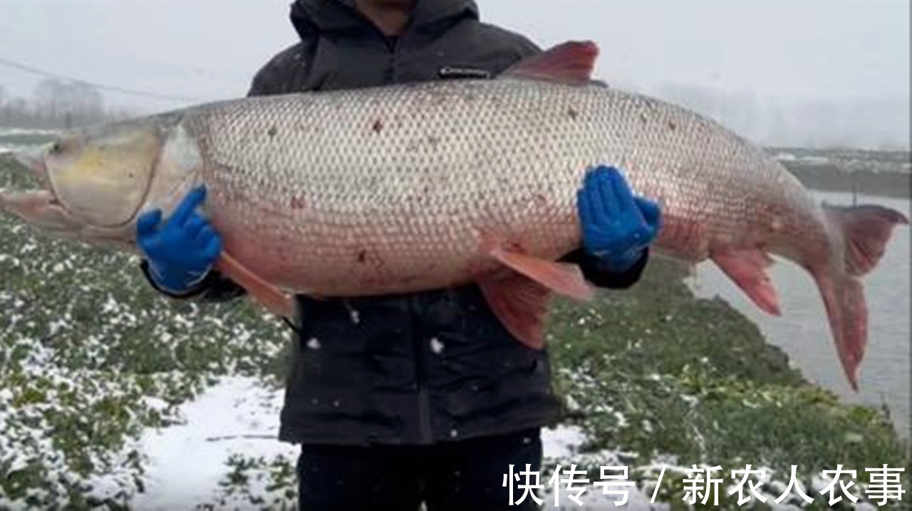 江苏一男子的神操作，春节期间冒雪野钓，意外收获“米级”水老虎
