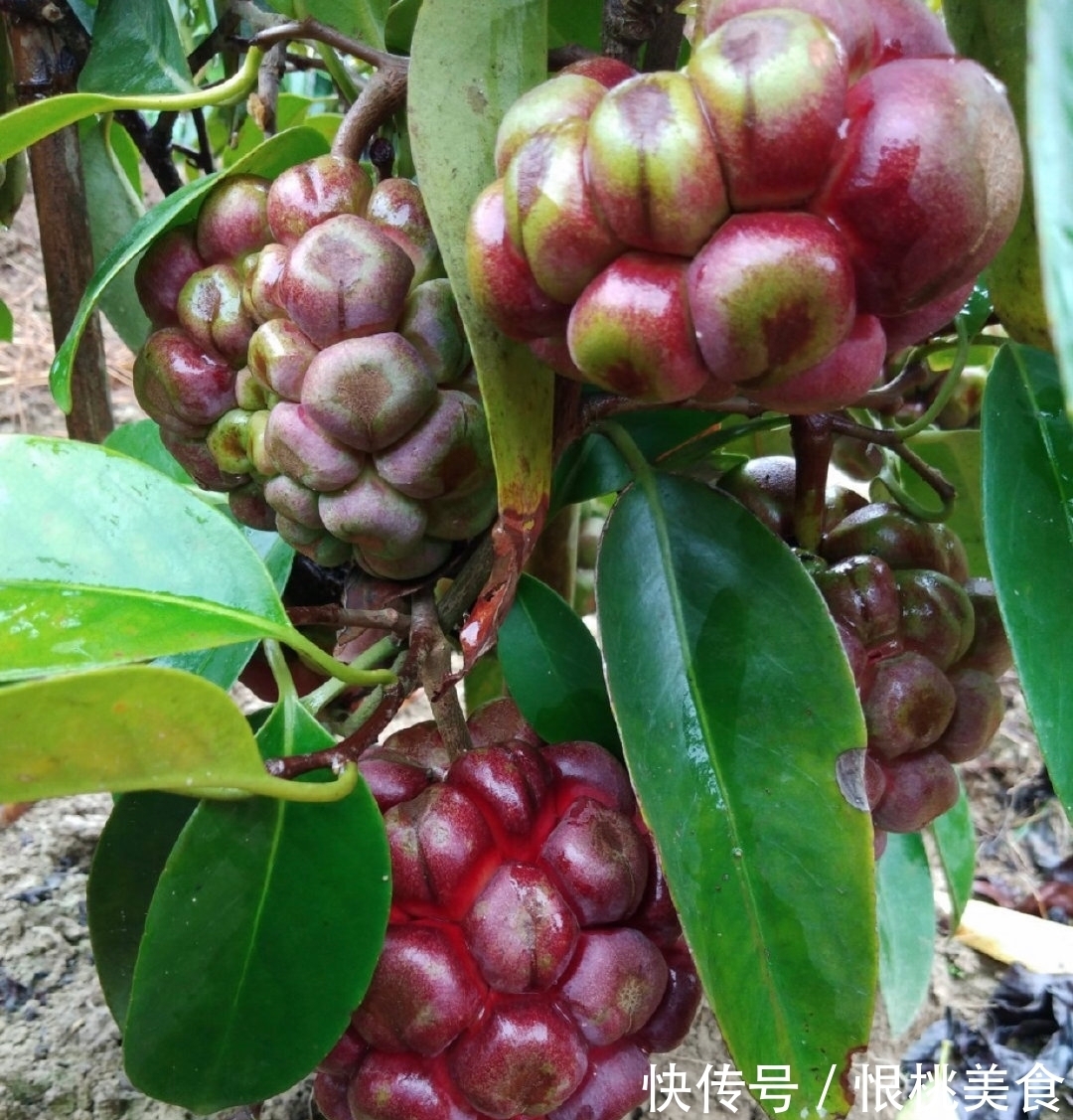 布福娜|海贼王里面恶魔果实,现实中真的存在? 超市就买得到128元一个