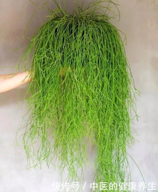 别养绿萝了,这20种耐阴植物,养在家里更合适!