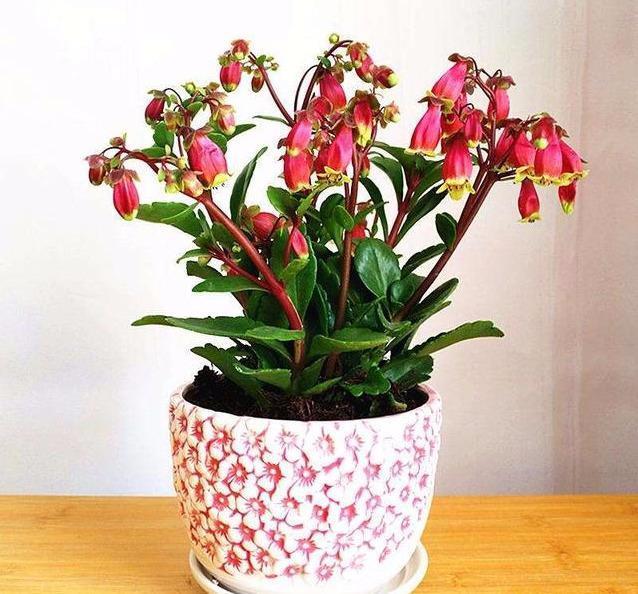 扦插成活的长寿花,“四项”重要管理缺一不可,成型快,开花多