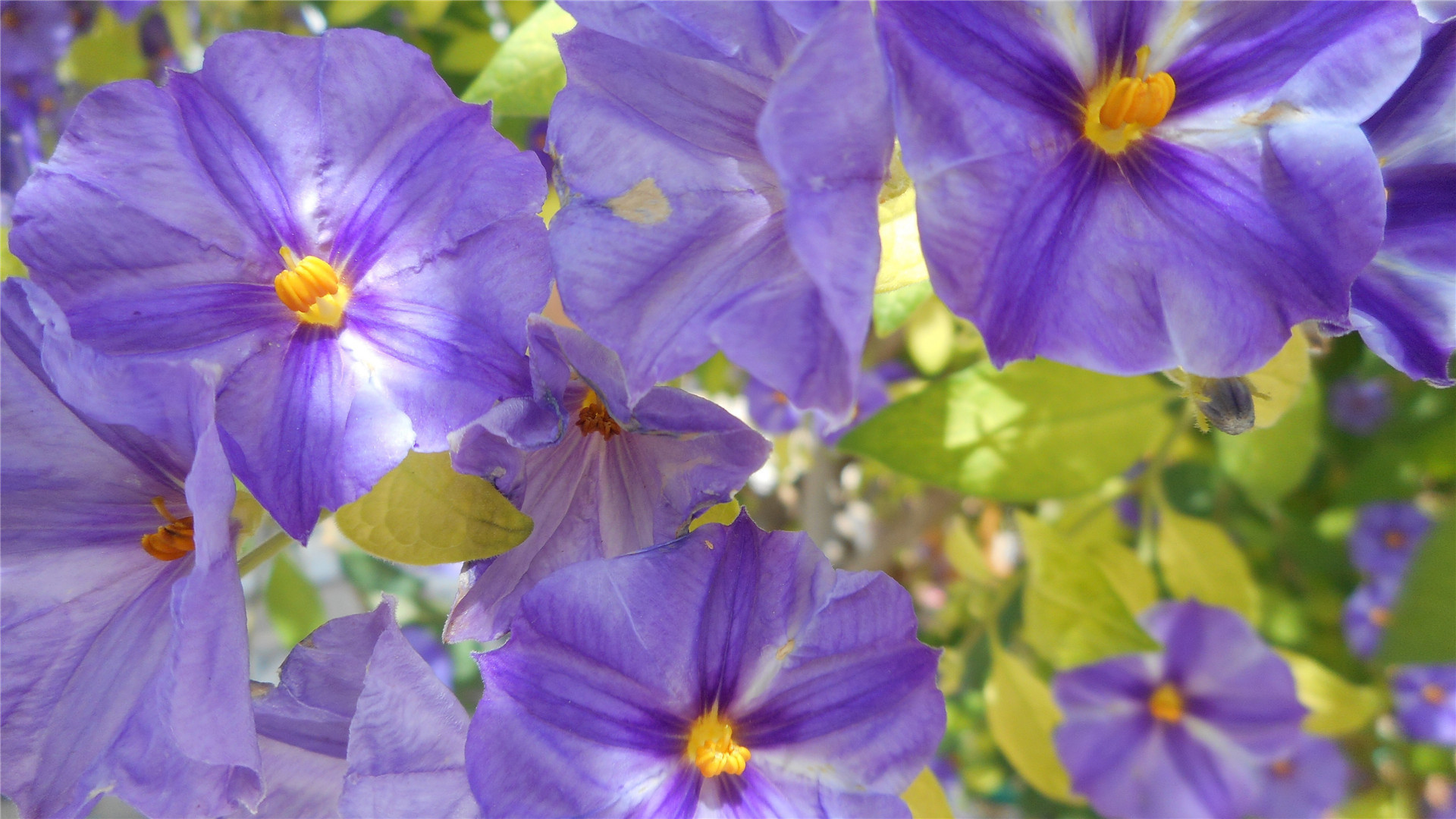 新手养花，不如养一盆花中精品“永恒的爱”，穿越千年的美