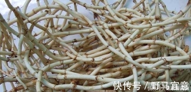 青霉素|它是天然的“青霉素”,常吃能增强免疫力,让你身体健康少生病