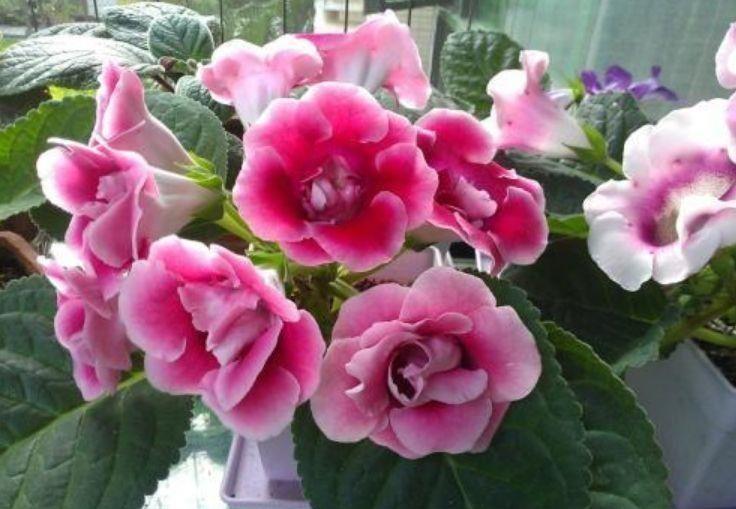 绣球花绣球花|6月10日开始,养花试试这几款,就试养此些花卉,清香四溢