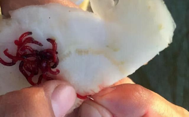 冬钓鲫鱼,提升上鱼率的5个方法,鱼口轻不用怕,方法总比困难多