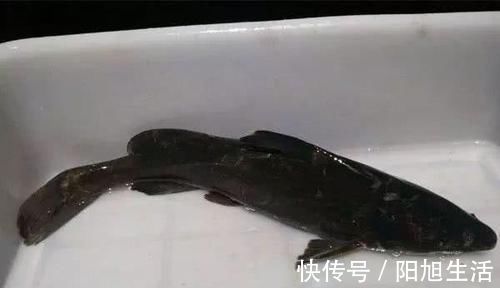 消炎|前列腺的天然“保护伞”, 男人经常吃, 消炎杀菌, 呵护前列腺!