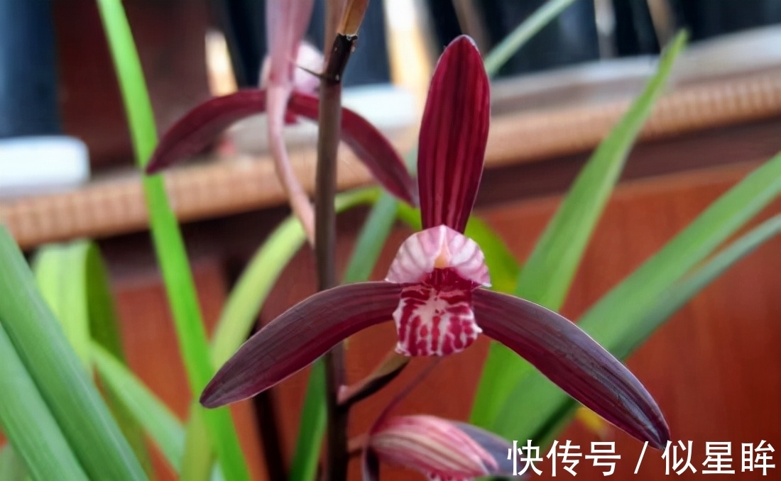 这款顶级兰花,花色艳丽,兰香顶级,珍贵又稀少,有钱也买不到